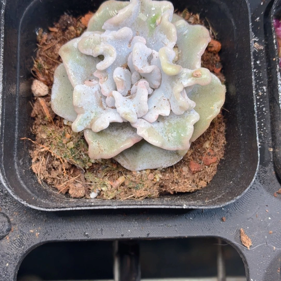 白饺子皮多肉9.9包邮发货