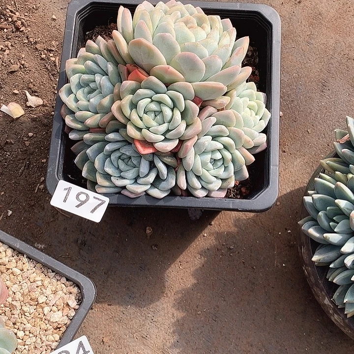 197冰玉一物一拍多肉