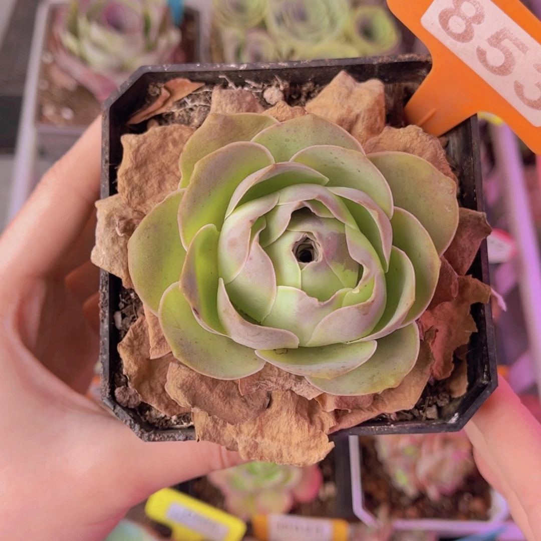 单品一物一拍853号