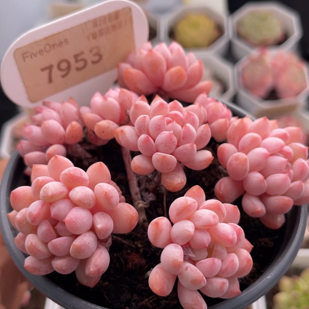 小红蛋7953-8.0厘米