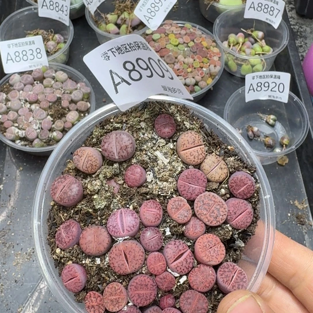 8909––零下地区需拍保温箱