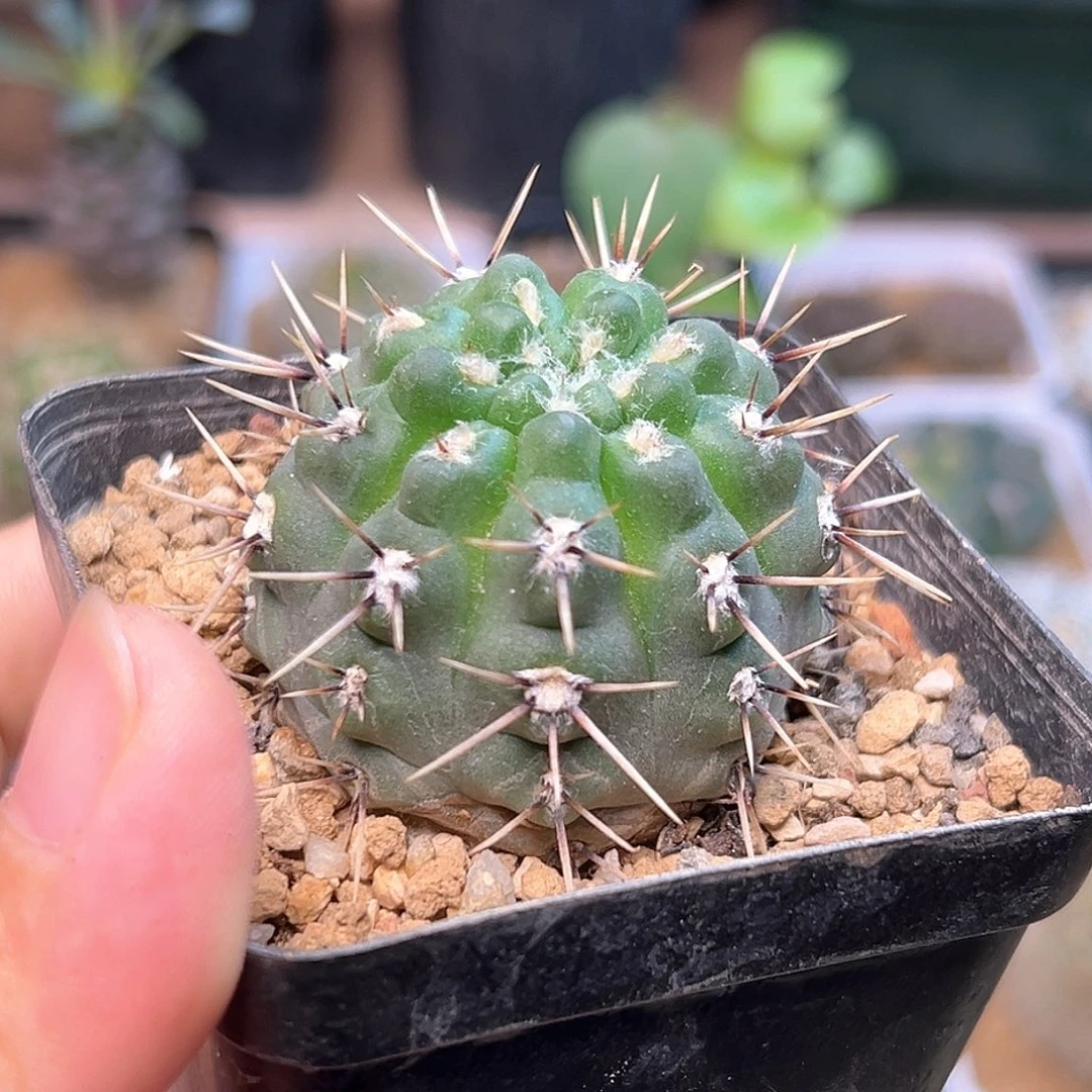 花刺九纹龙实生球一颗