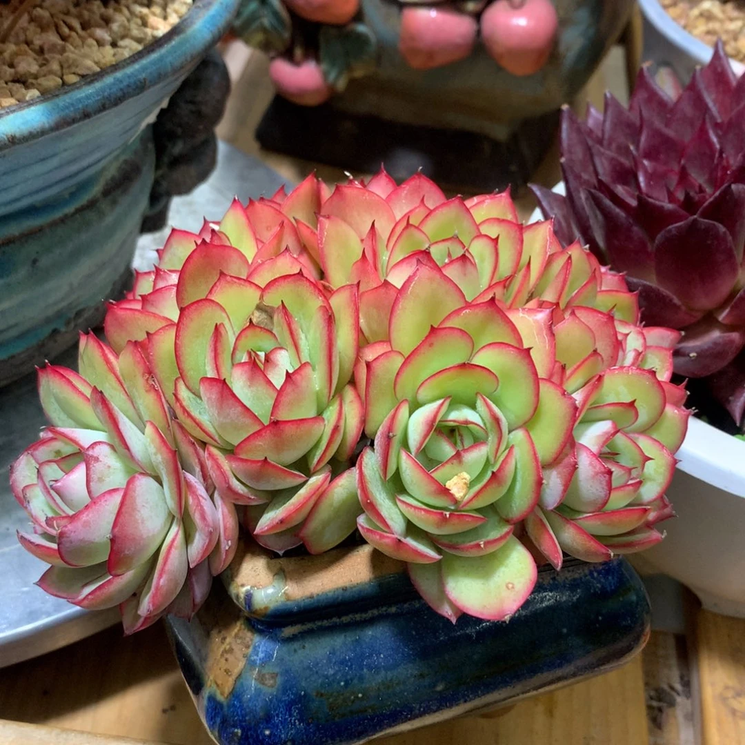 牡丹亭啊啊啊啊啊啊