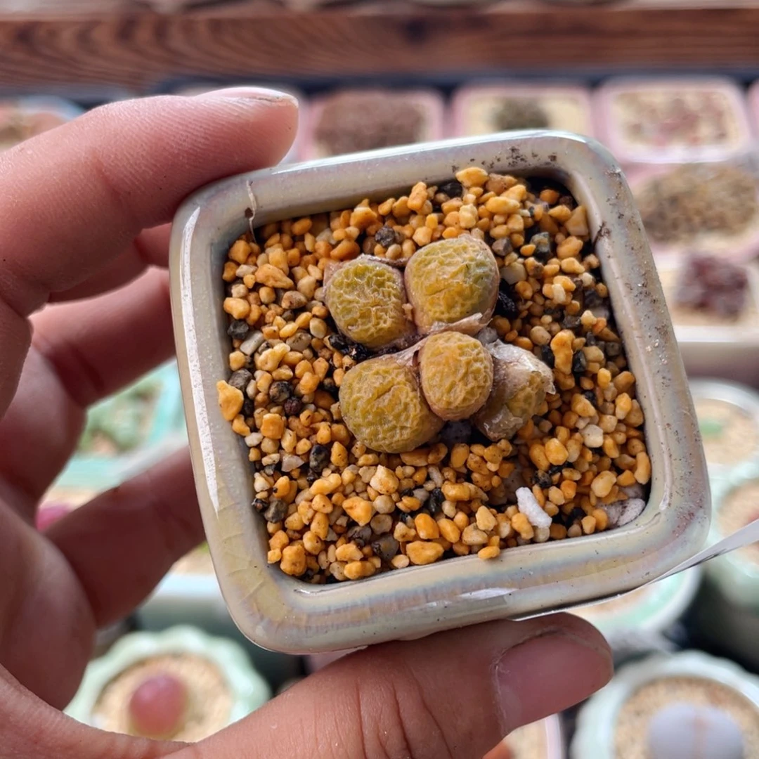 无花朵1748--一物一拍 带盆