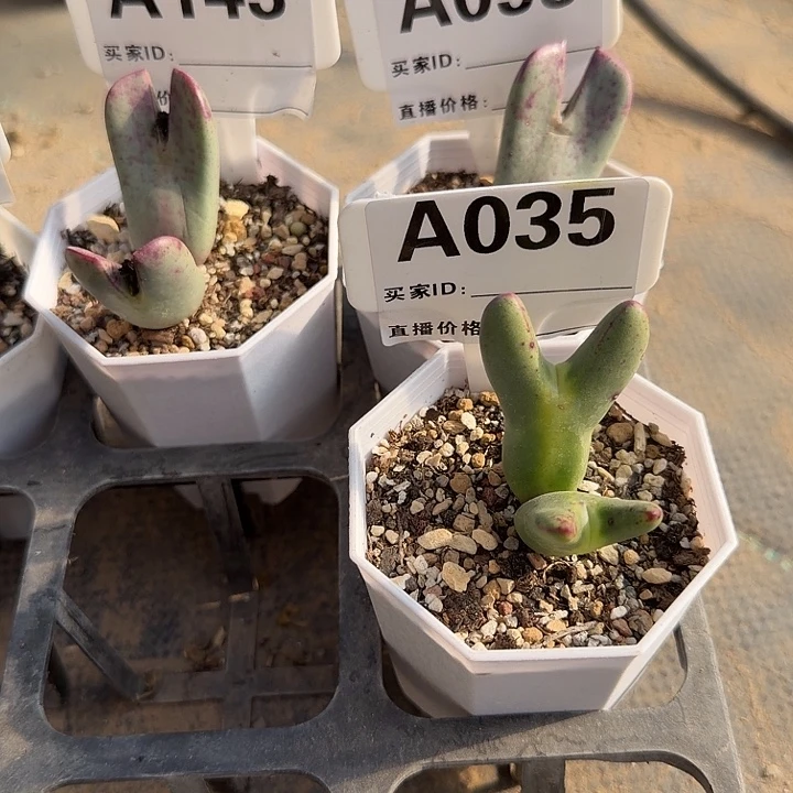 啊***哈093。143。035。多肉