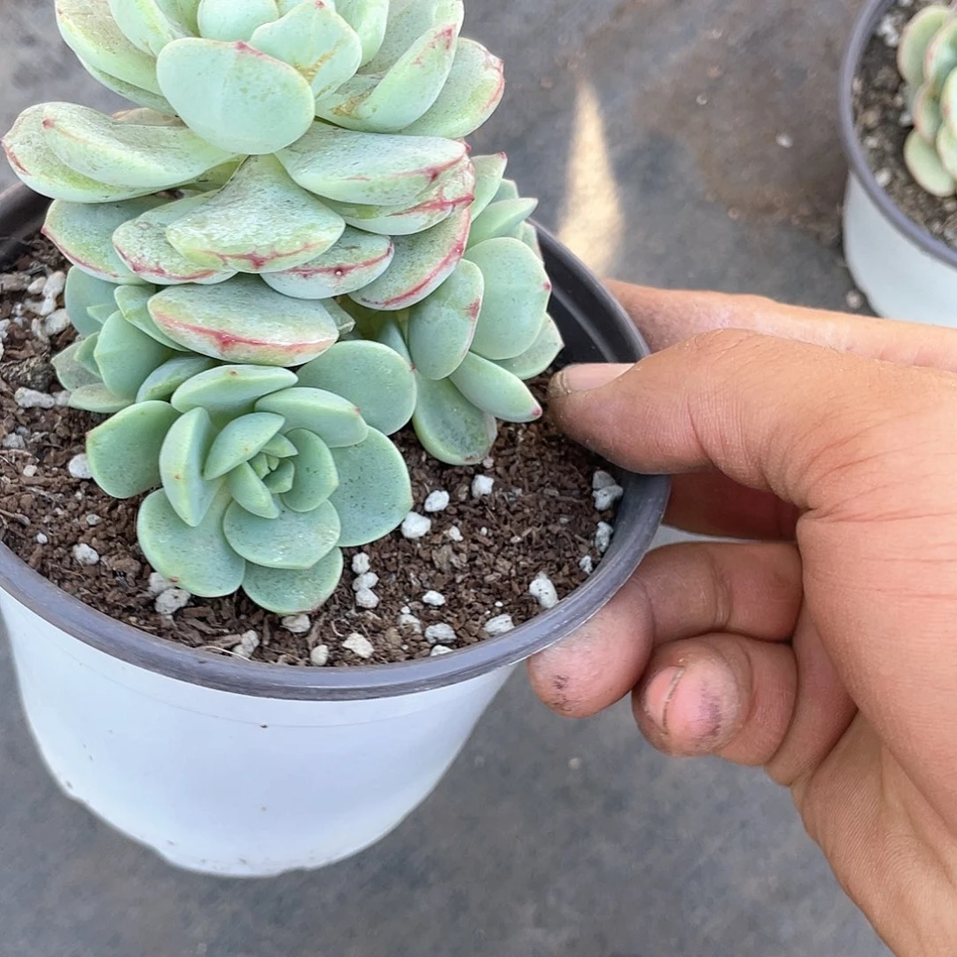 余****?香草小群带盆发货