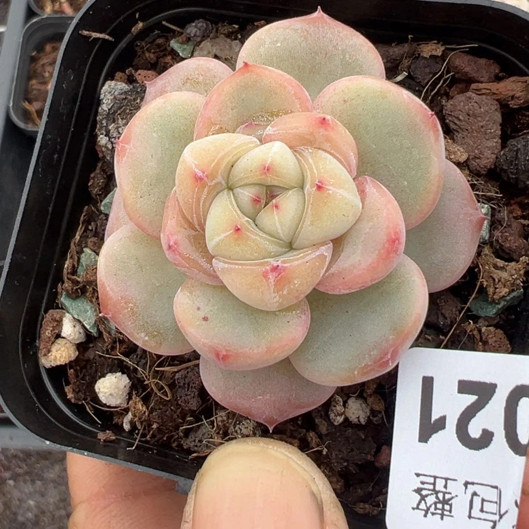 小卡拉米糖心一物一拍25-21