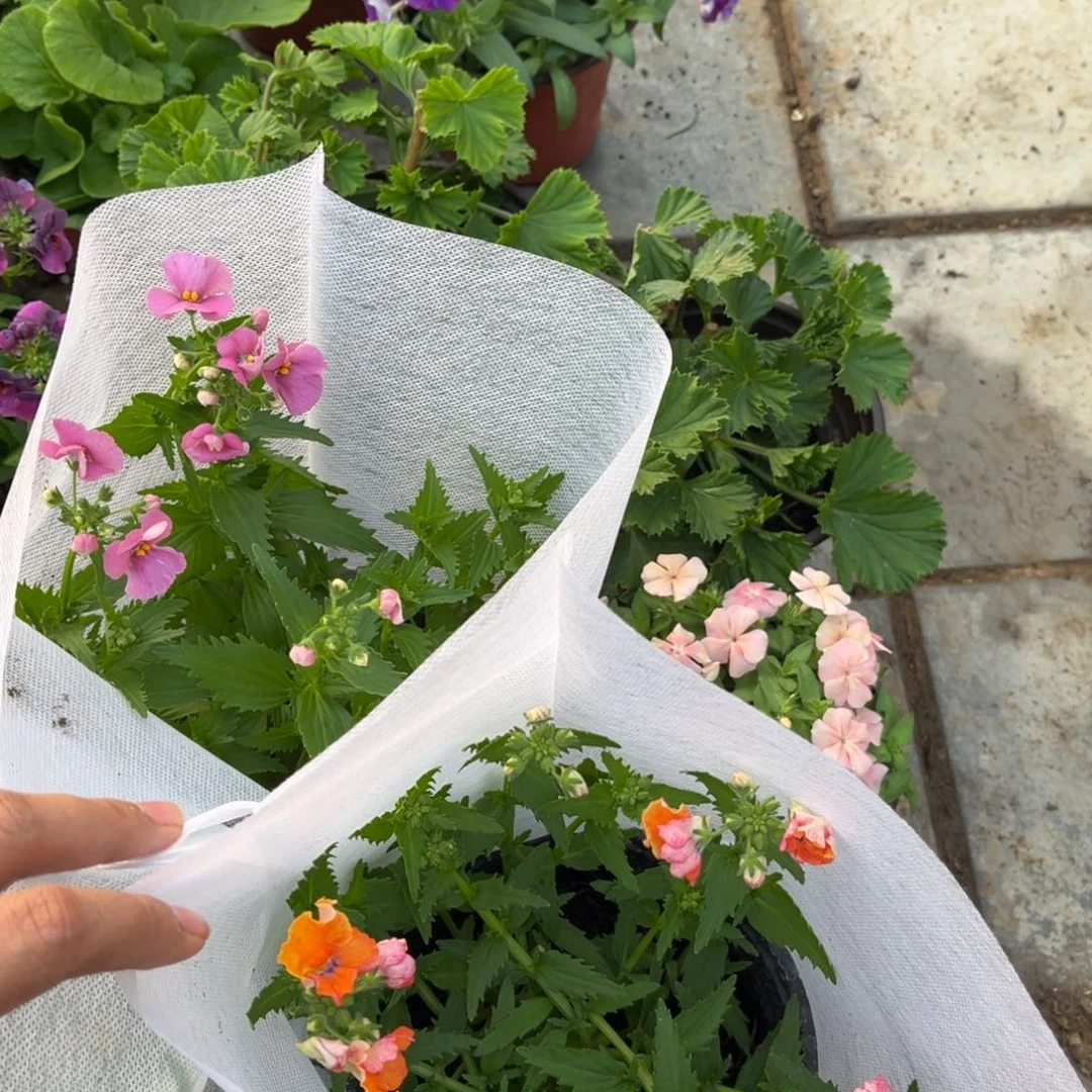 1717龙面花粉色和橙色各两盆