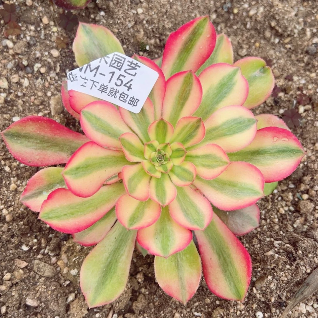 绍七彩腹轮锦中锦154