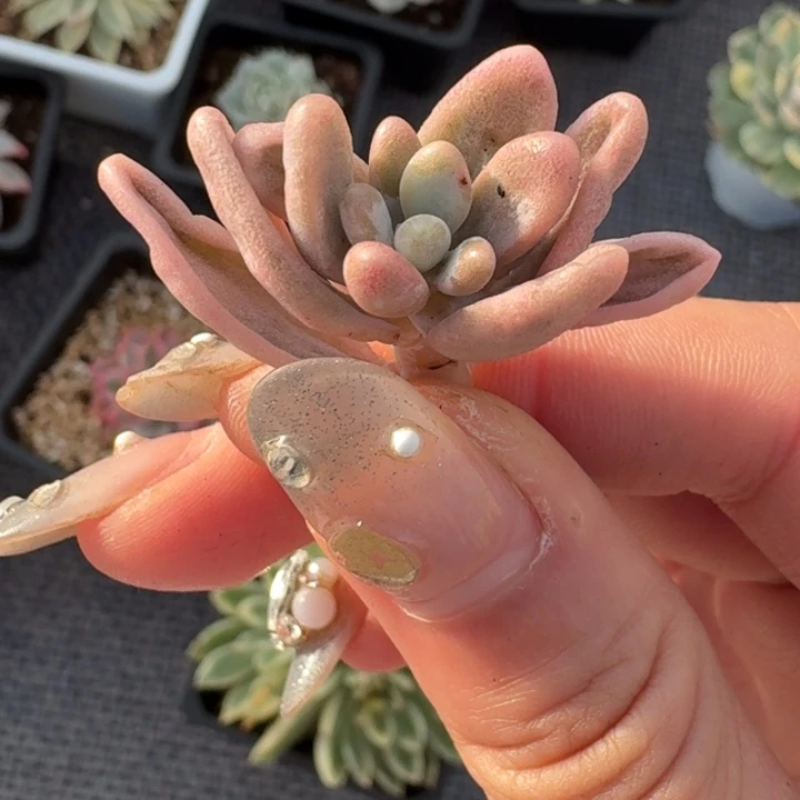 红手指锦一物一拍