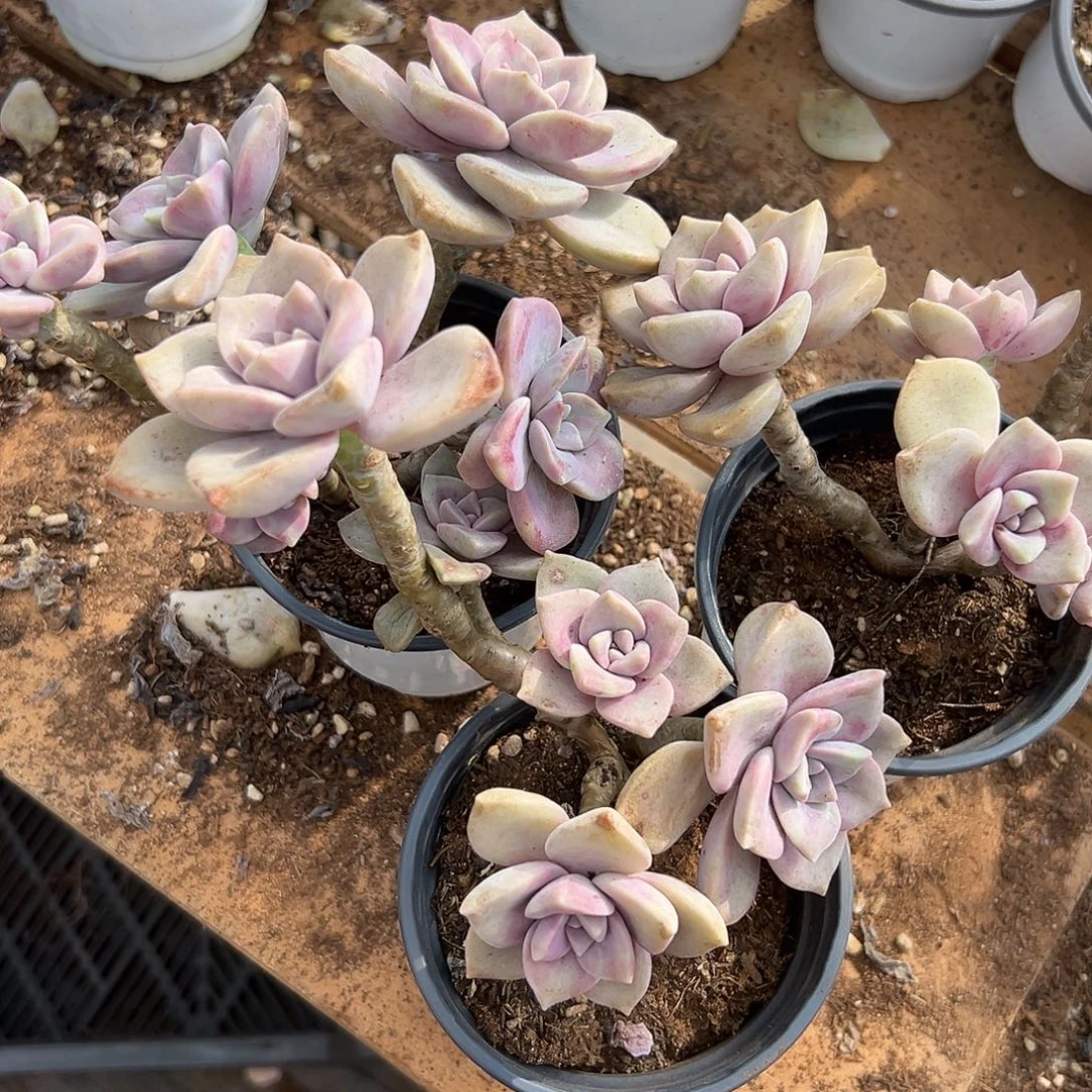 多肉植物紫乐三颗