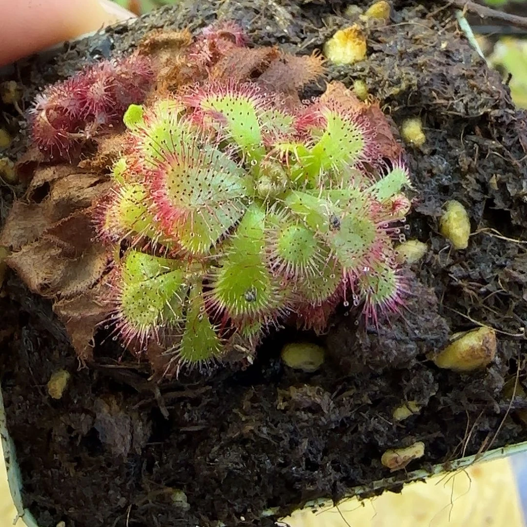 大量花朵（建议范围：8朵-15朵 或40%以上）爱丽丝茅膏菜