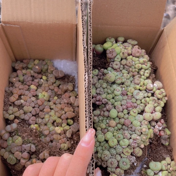 一箱两层000000000002