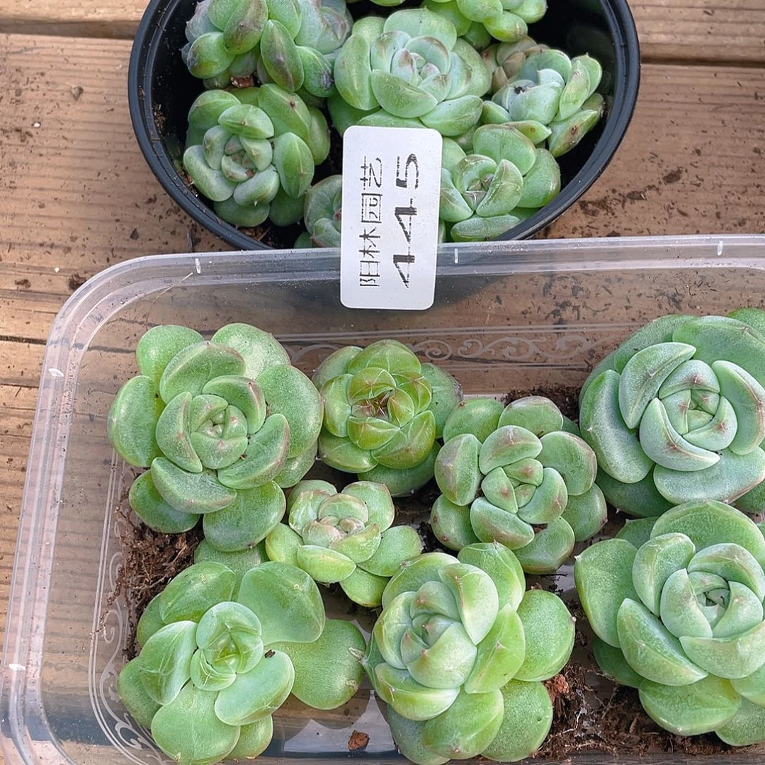 念***✪多肉植物多肉植物445