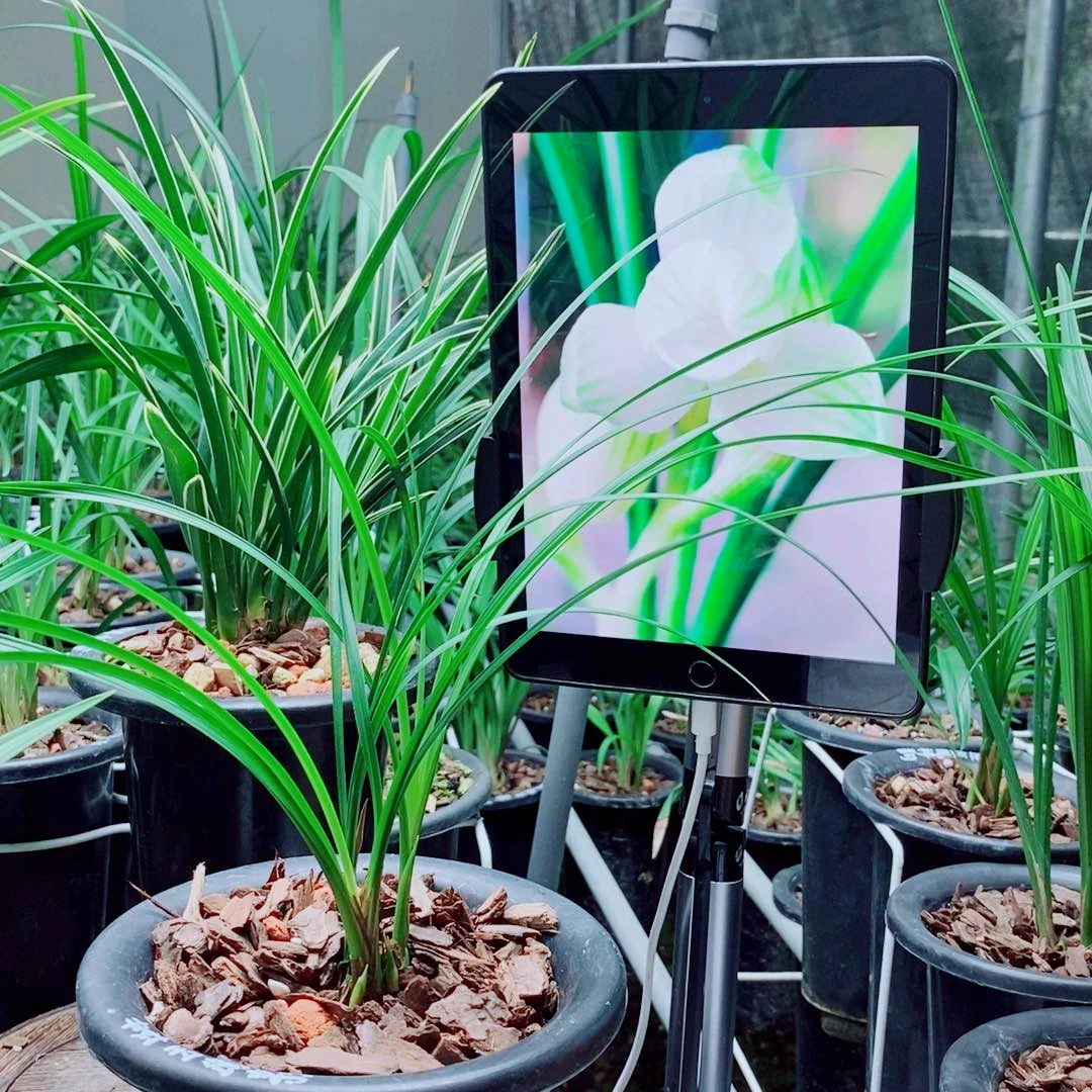 当前无花栽培后可以开花