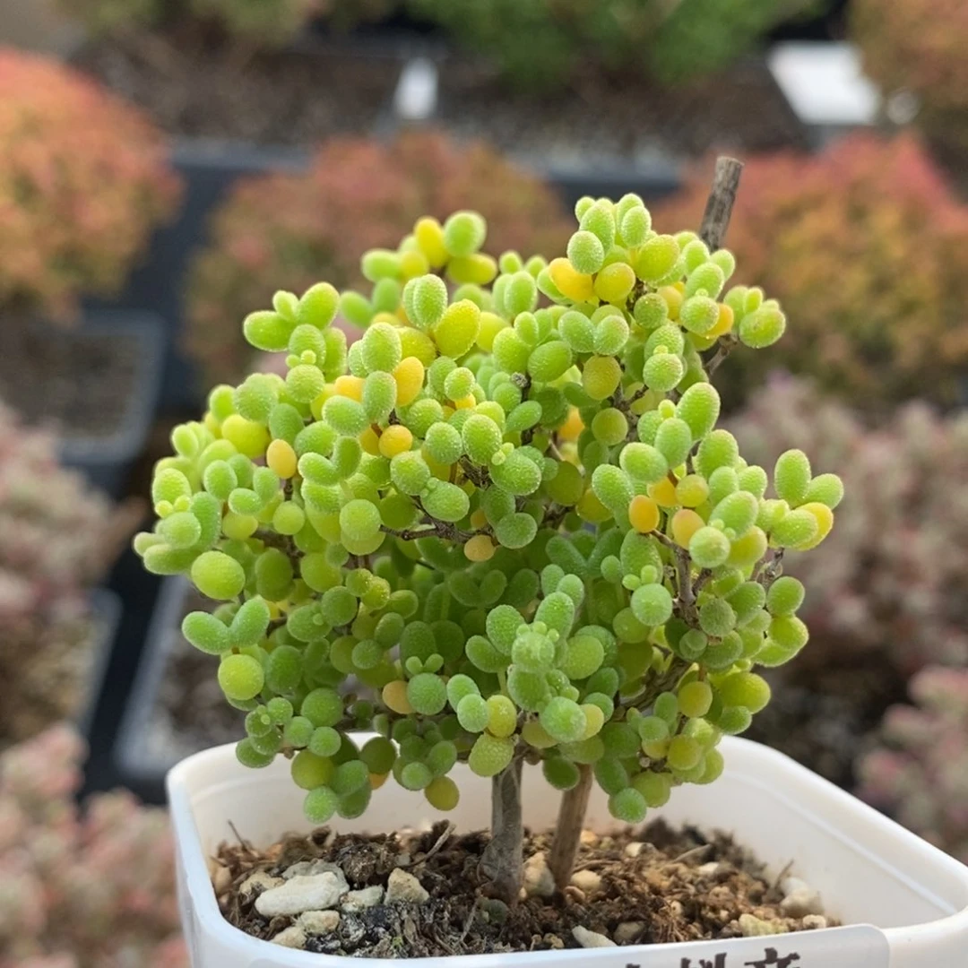 蜜橘糖球6926枝干番杏