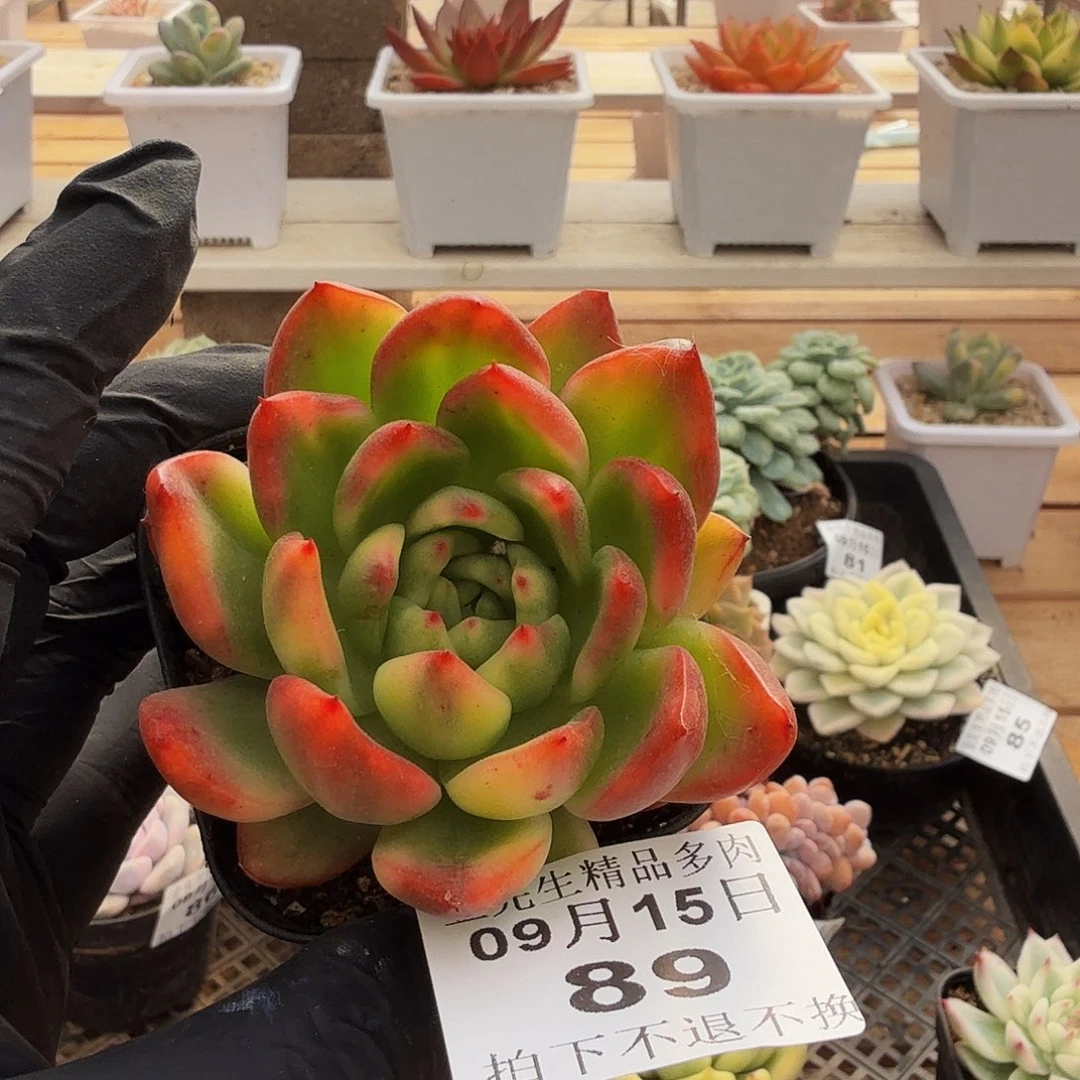 0915-89东云花脸锦