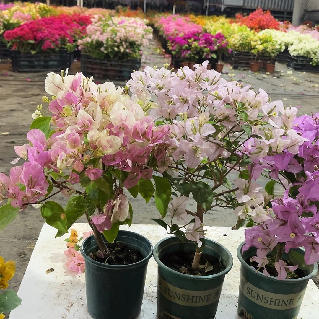 大部分花苞少量开放广红樱，苹果花，巴西紫