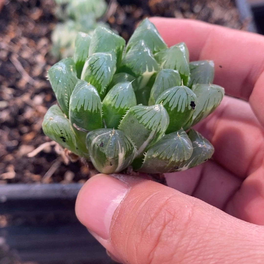 空***空1738 一颗福利。