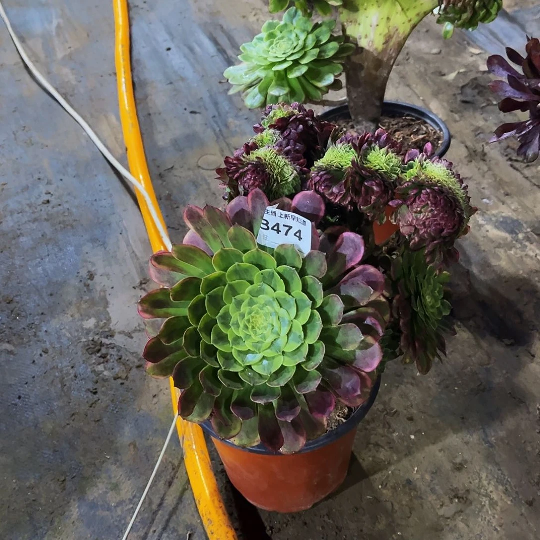 快**天多肉474嘉年华缀化