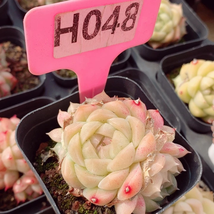 麦秆5.5cm不包整群