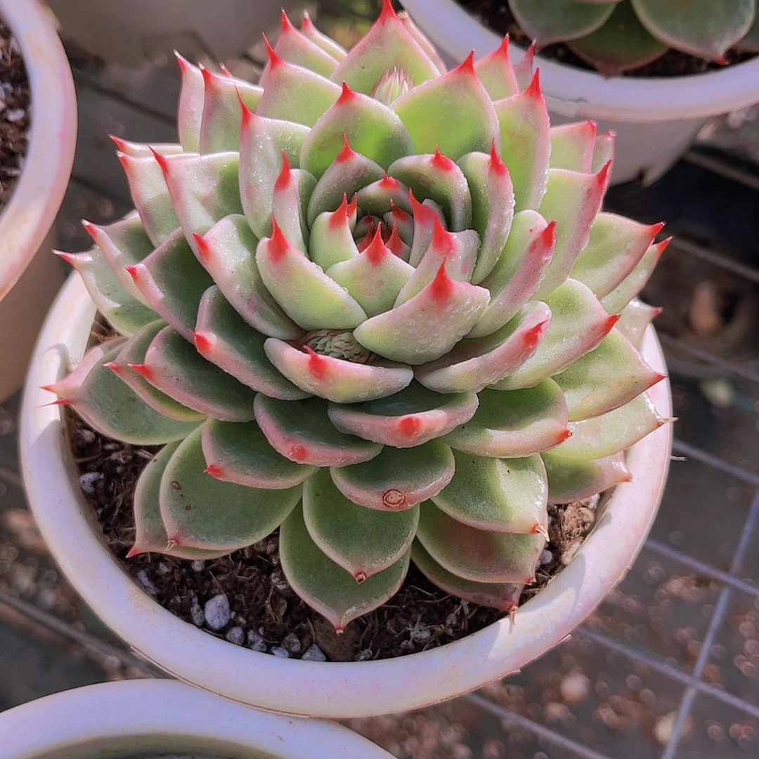 托斯卡12公分9999999