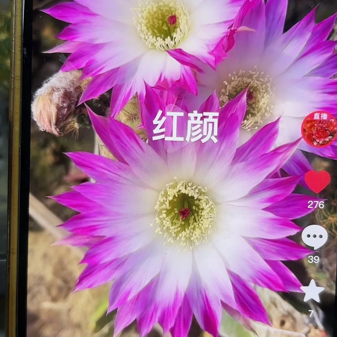 红颜丽花侧牙20包邮仙人球46