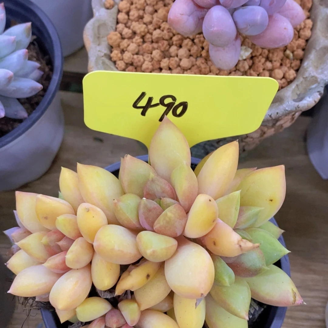 双十一开始，11.10场，晚上