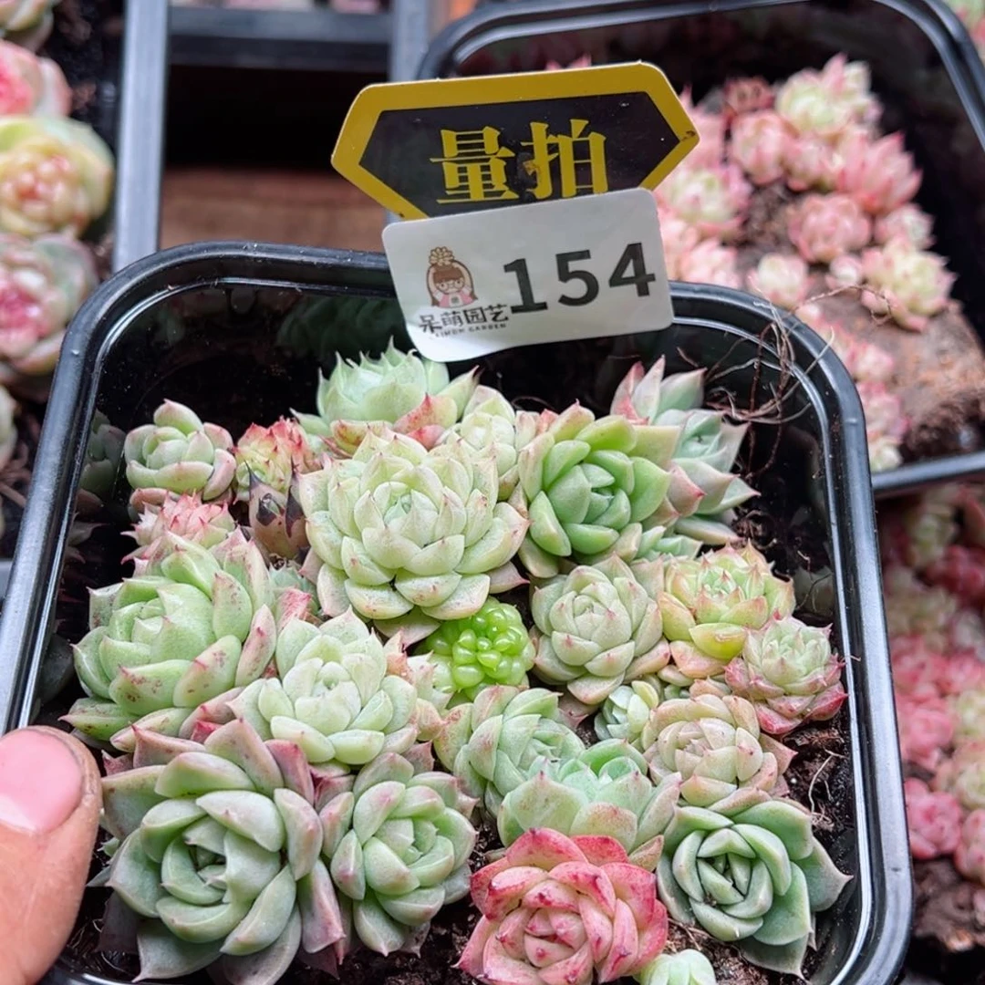 多肉植物多肉植物