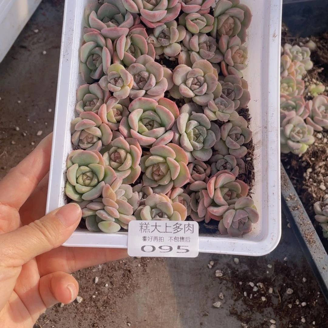 念***✪云糖心多肉植物095