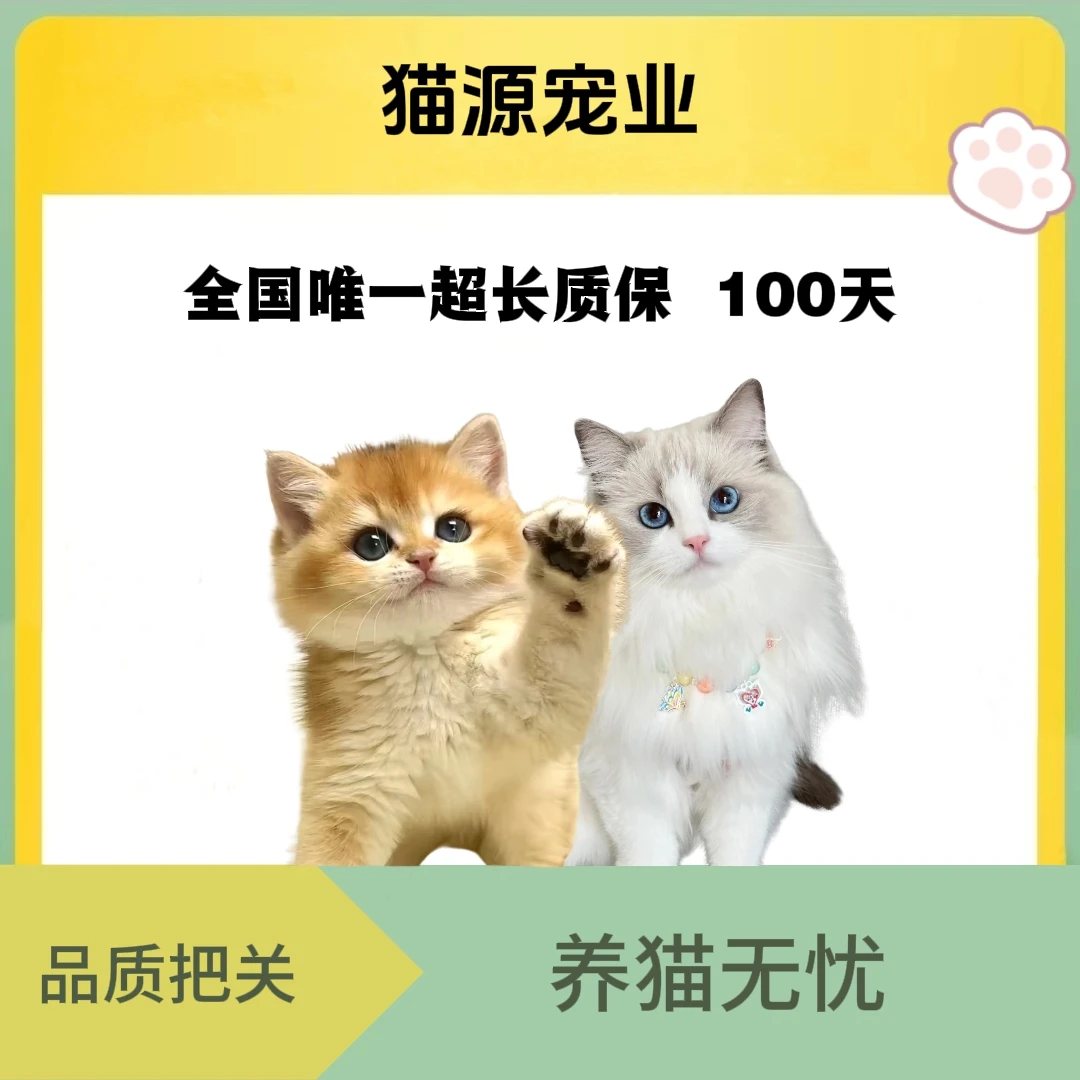 全品种宠物猫咪缅因布偶金渐层布偶蓝白美短