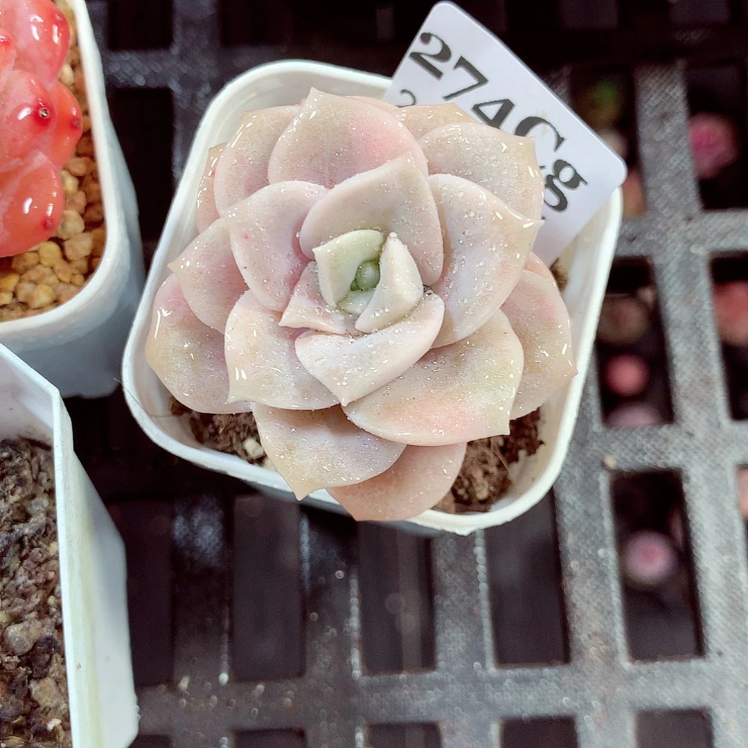 5厘米盆精控多肉274