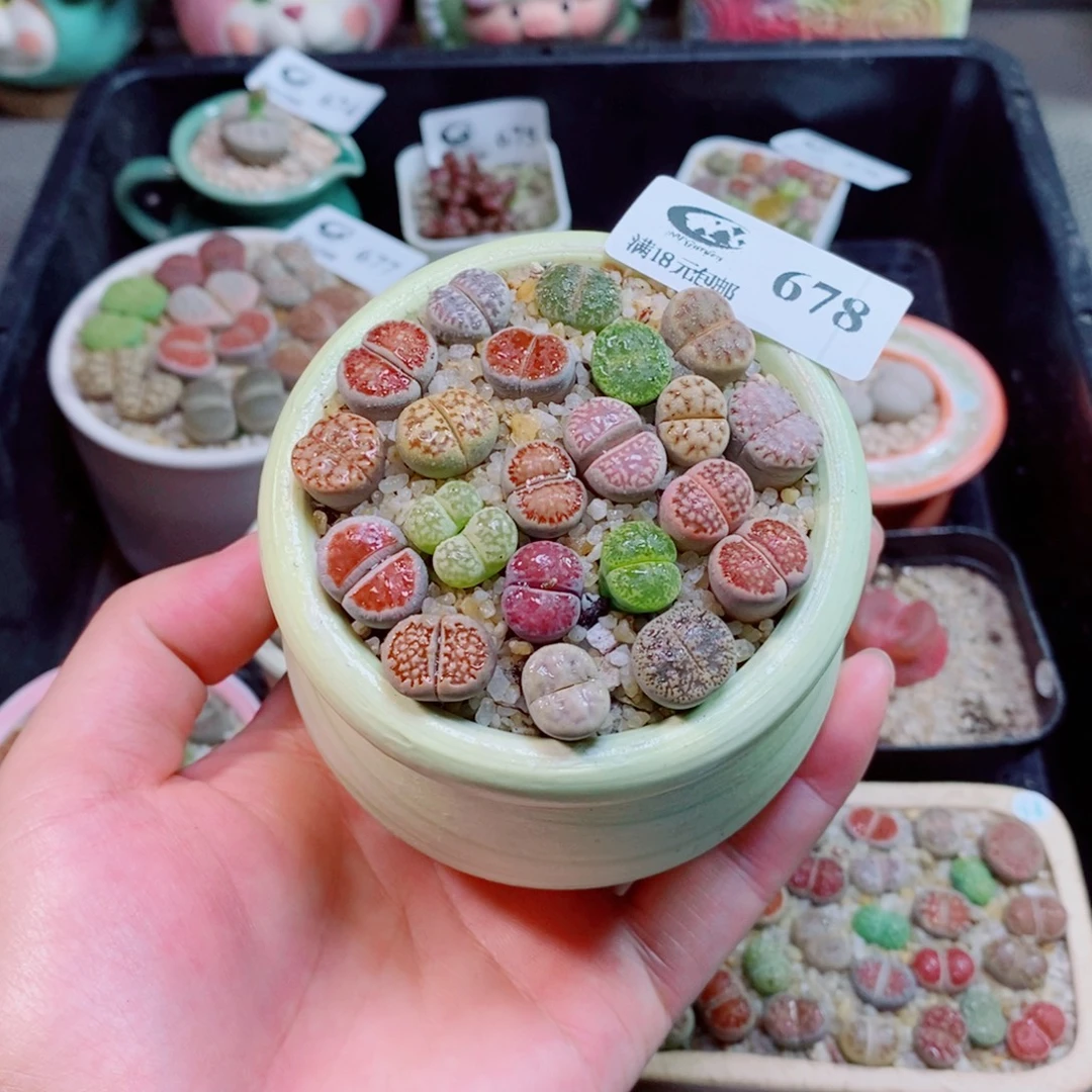 生石花花花花花花花678