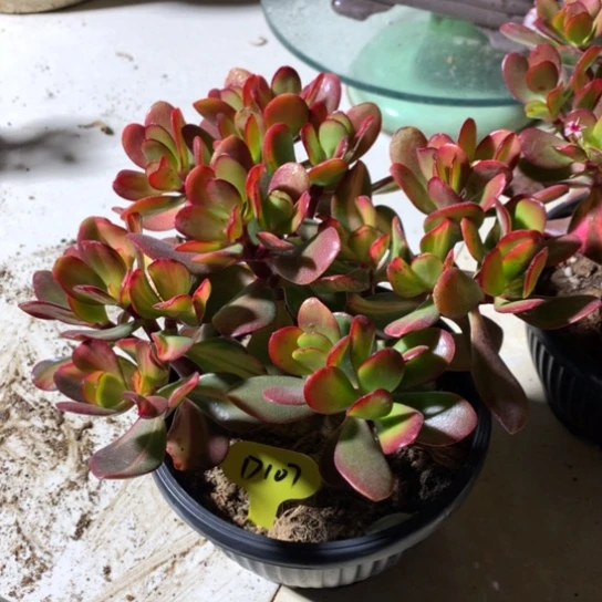 光*。D107卷叶紫叶一体