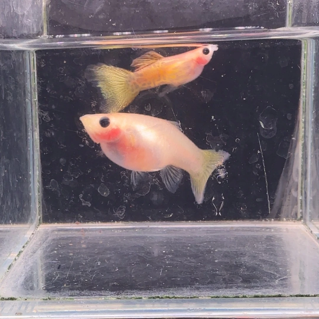 孔雀鱼黄金蕾丝玻璃猫1对