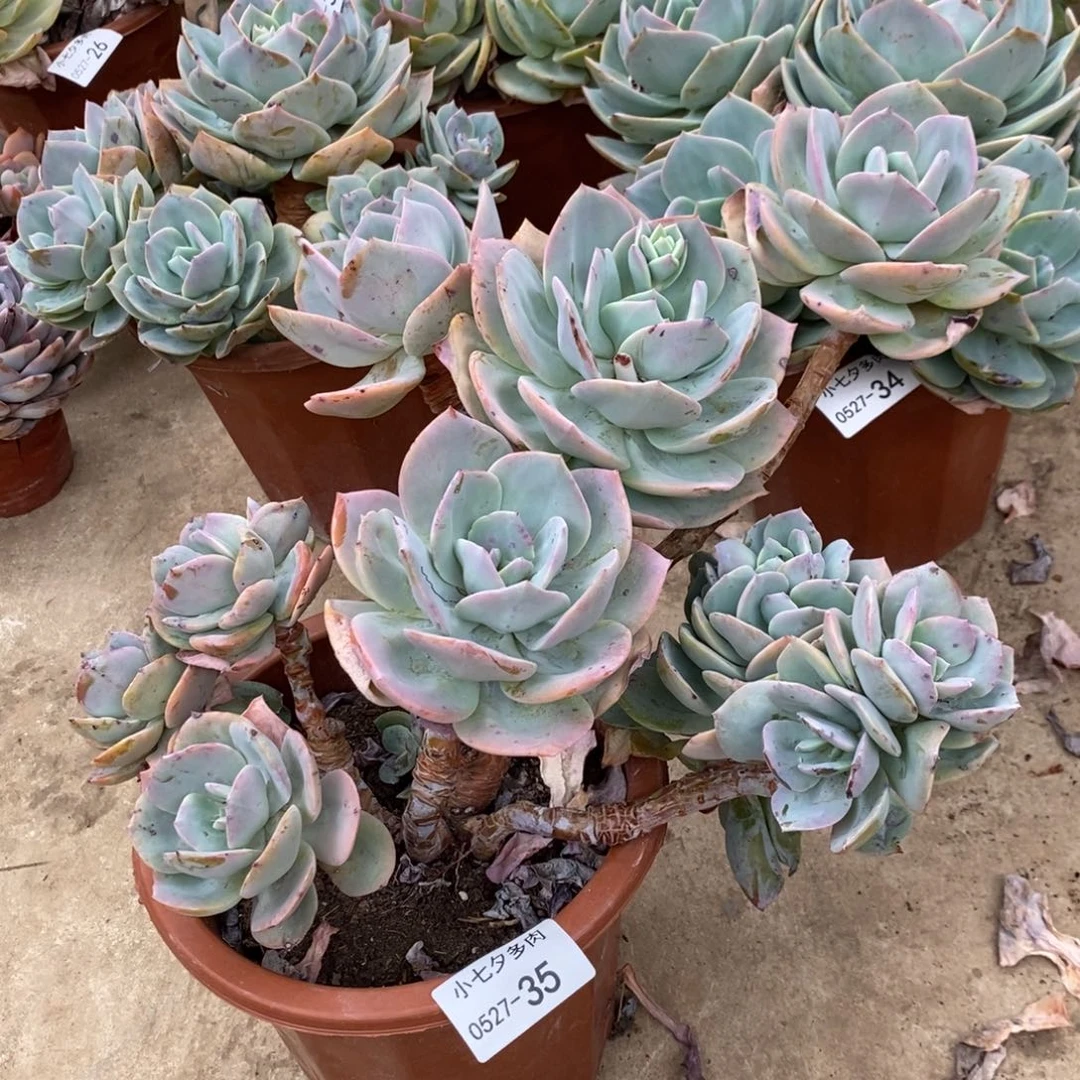 冰*淋小七夕多肉白凤35