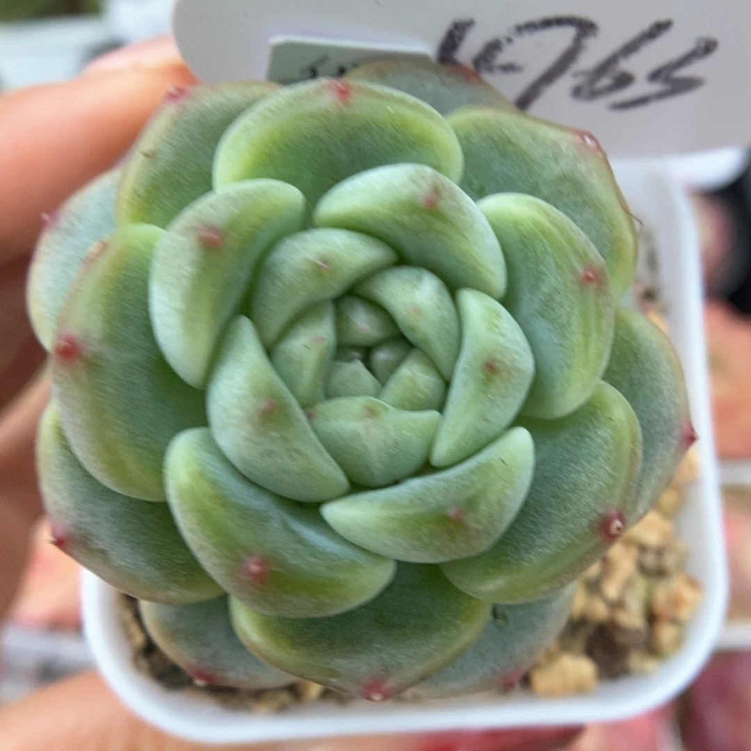 甜秃甜心可拍4763号。