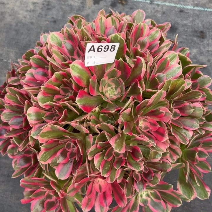 698粉女郎40厘米左右