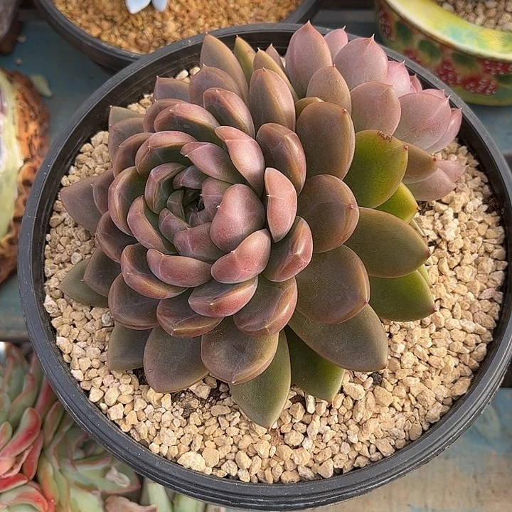 8***0多肉植物一物一拍