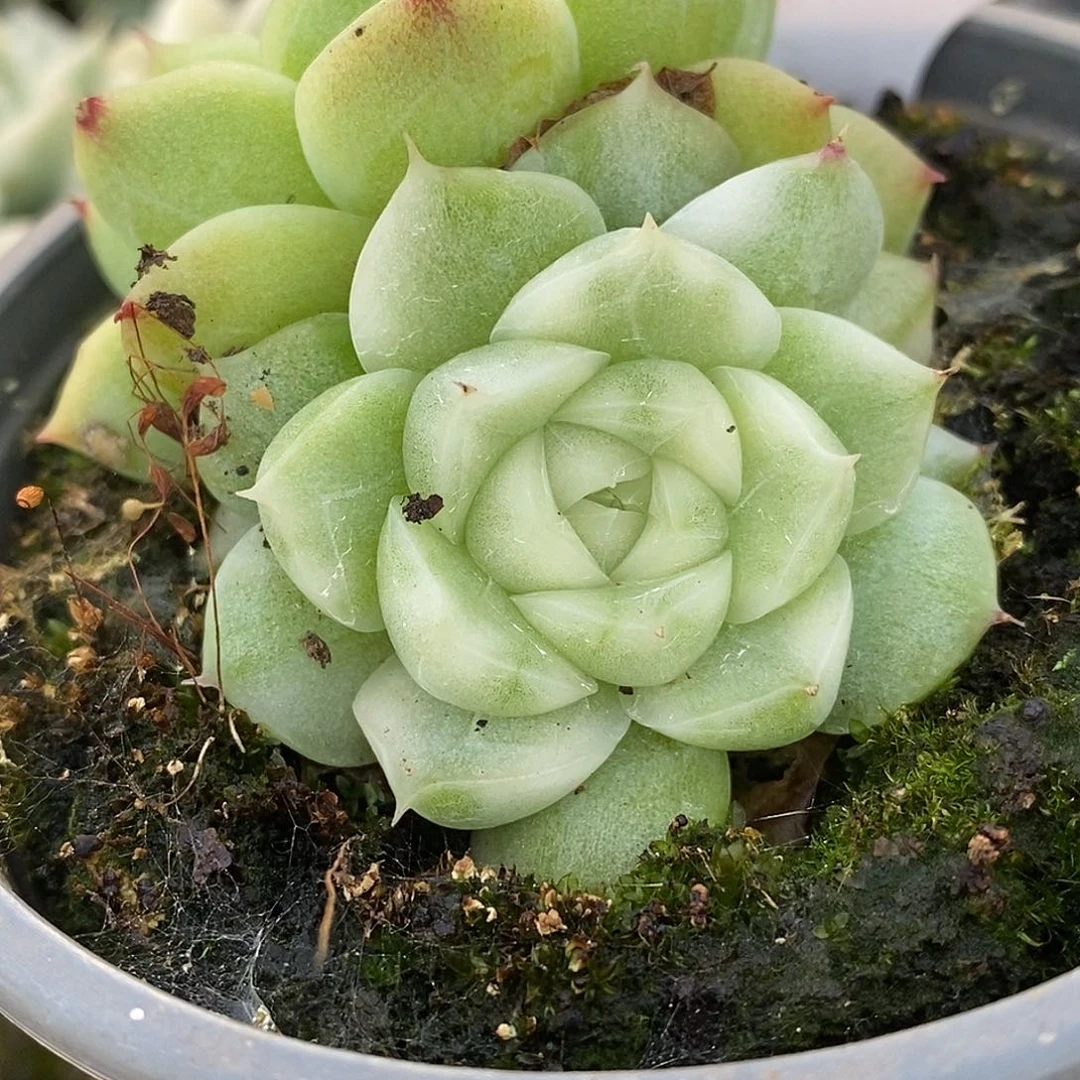 362麦秆哈哈哈哈哈