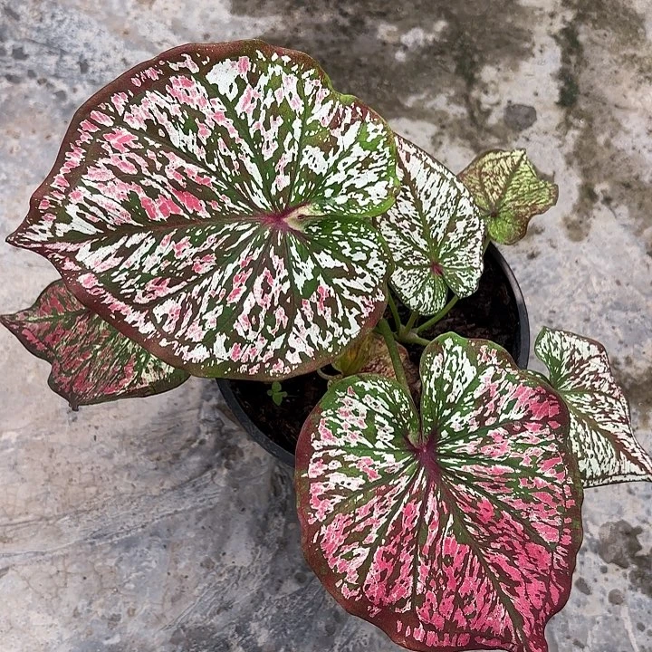 17-1027彩叶芋泰国