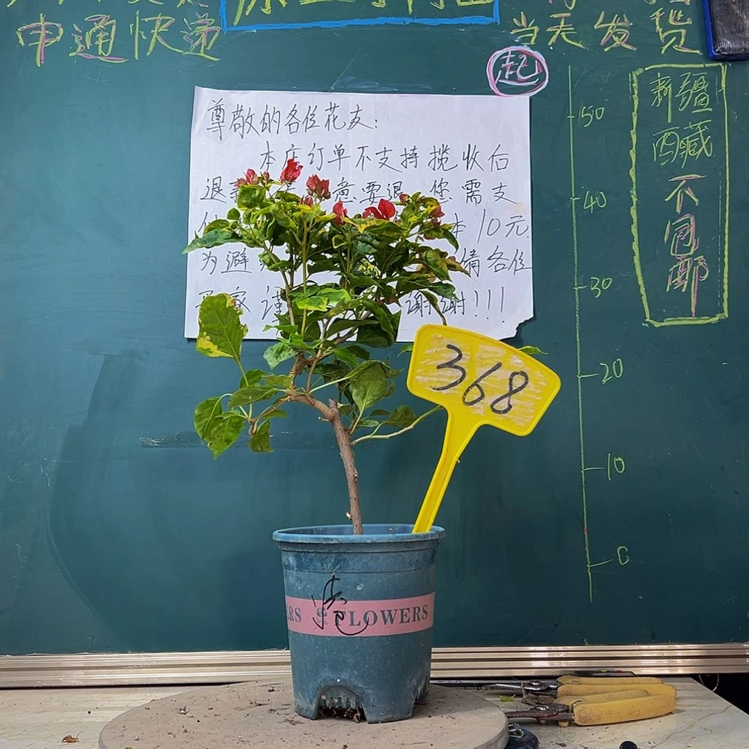 当前无花栽培后可以开花香港丽人368