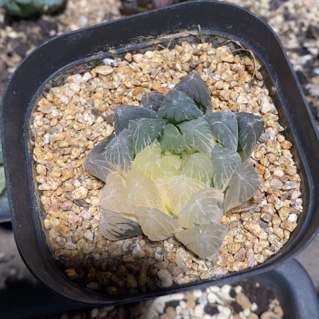 武***姐2967 一颗雨露锦 超级福利