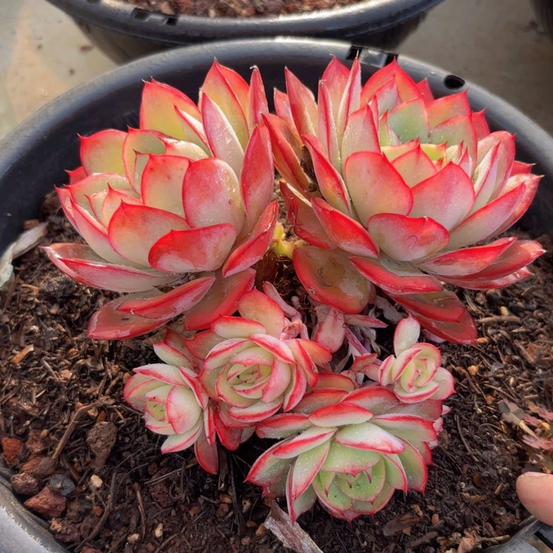 一物一拍，牡丹亭群