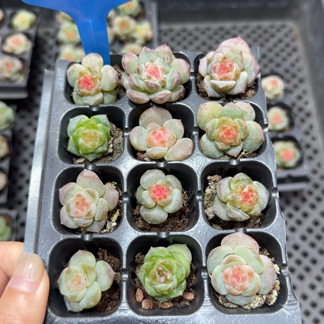 132满38包邮➗偏远发货不退货退款