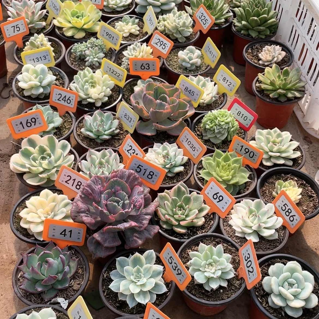 【闪购商品】无花朵风**雅143