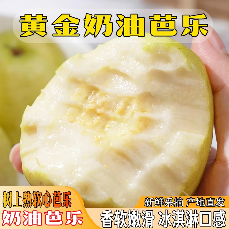 广州增城黄金奶油芭乐树上熟四季软糯白心番石榴3-5斤/箱应季水果