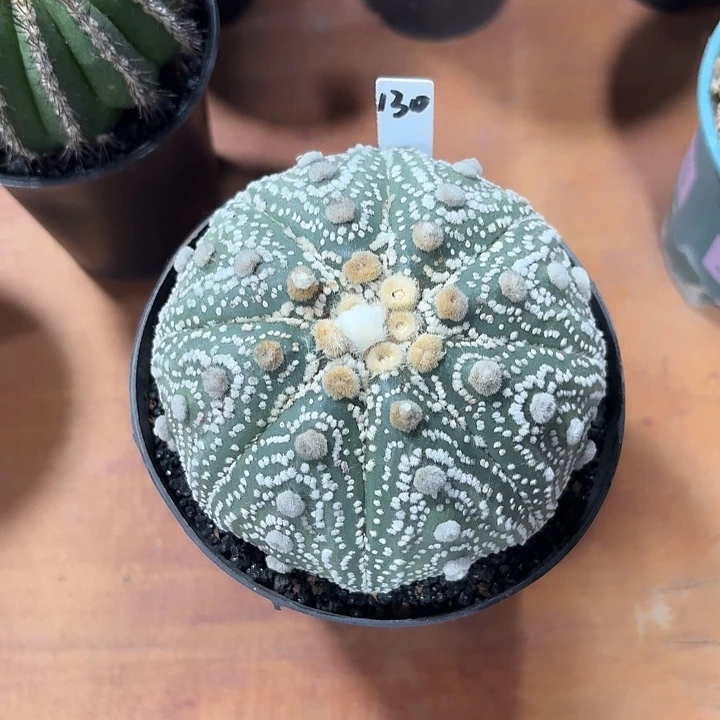 樱***川130号大号星兜仙人球