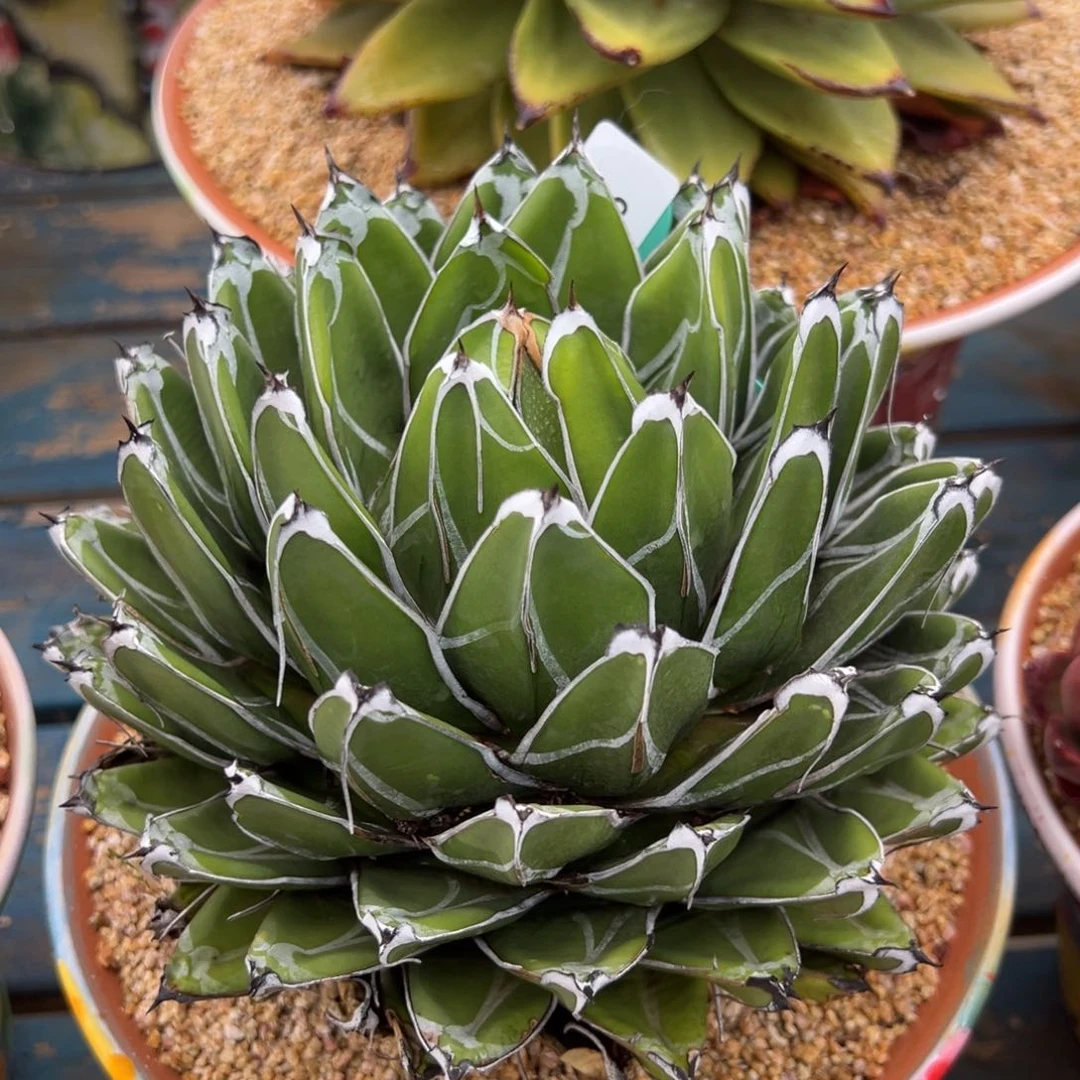 从前慢多肉精选编号0509.65