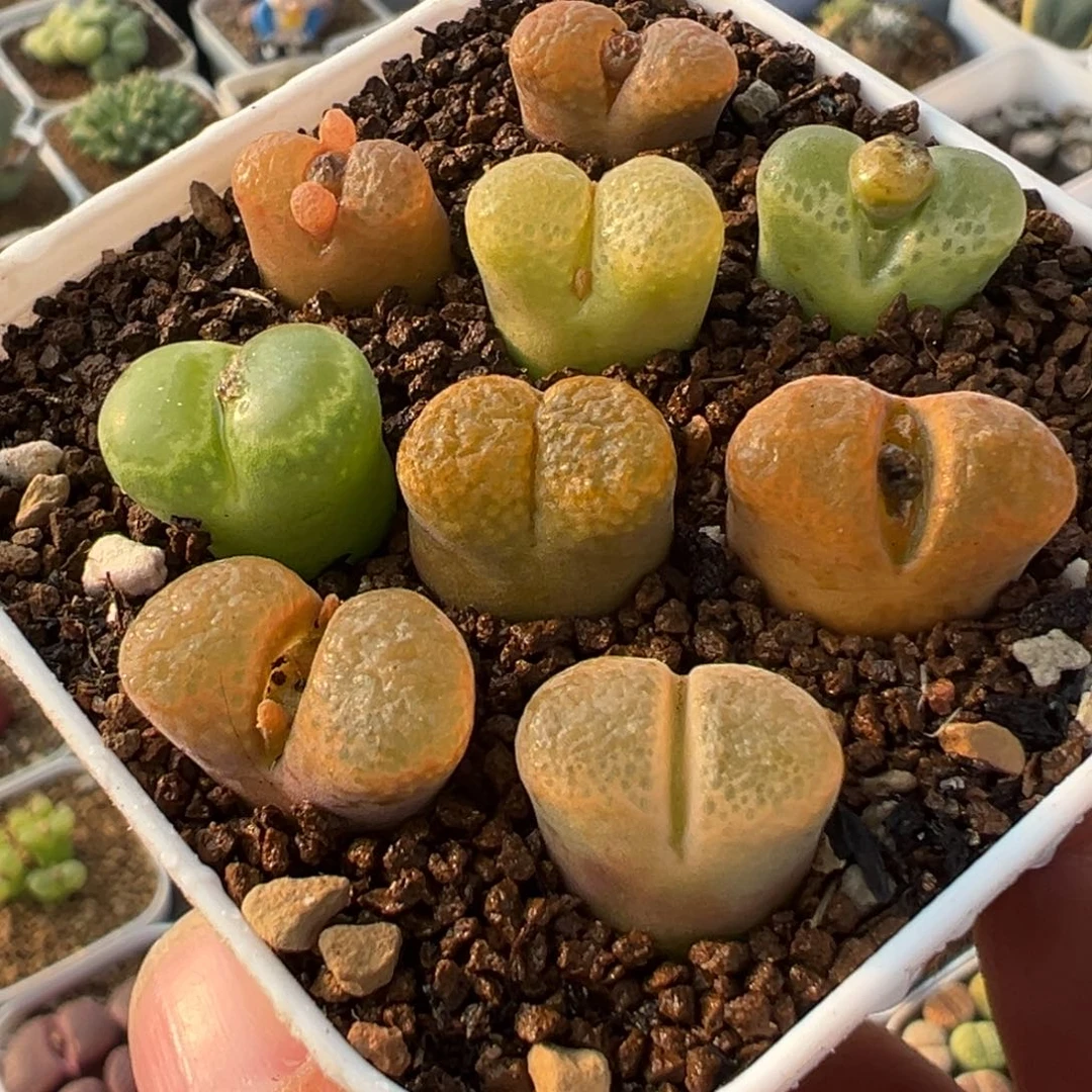 母本组合风铃多肉植物